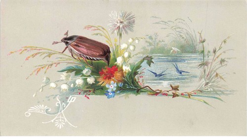 Chromo mk40887 oiseaux - chromo, #mk40887