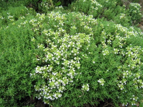 Huile essentielle thym - essentielle, blanc