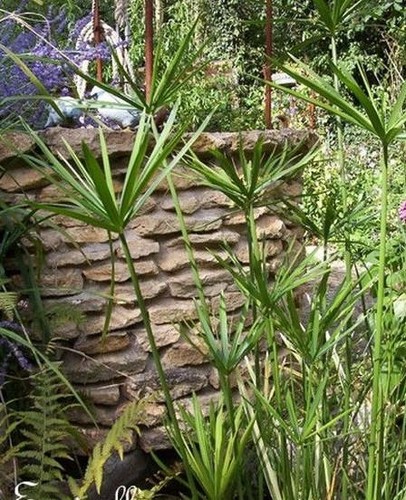 Souchet alterne cyperus - souchet,