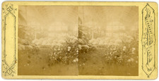 Stereo Belgique, Intérieur de serre à identifier, fleurs, Exposition d'hort