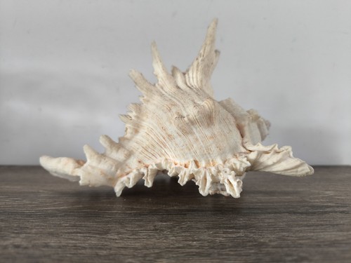 Coquillage murax poids 477 - poids,