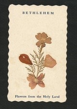 IMAGE PIEUSE relique  VRAIES FLEURS SECHEES   DE terre Sainte BETHLEHEM