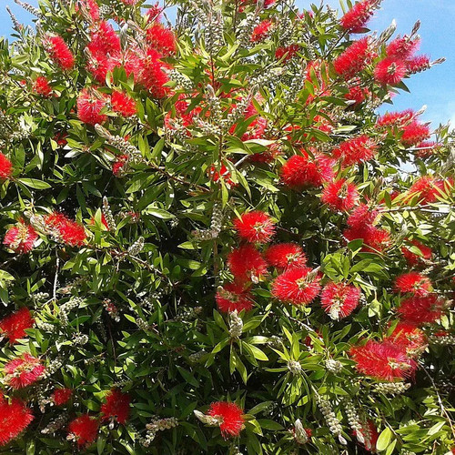 Callistemon laevis - ,
