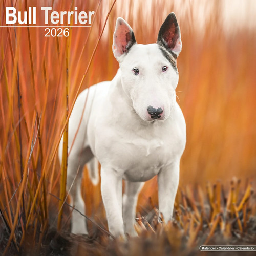 Calendrier 2026 bull terrier - calendrier,