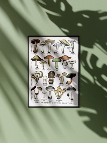 Affiche champignons vintage - affiche,