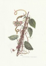 Planche 115 Histoire Naturelle Flore : Cuscute d'Europe