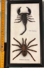 Scorpion et Mygale  naturalisés / Taxidermie/ insectes sous cadre