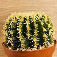 Echinocactus grusonii brevis