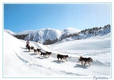 65 LES PYRENEES COURSE DE CHIENS DE TRAINEAU