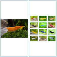 10 Crevette XL NEODARIDINA