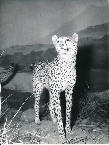 Taxidermie 1950 photo - c.,