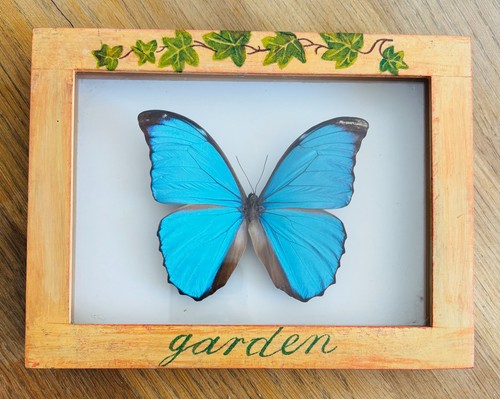 Papillon morpho menelaus bleu - morpho,