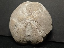 Oursin fossile Toxaster
