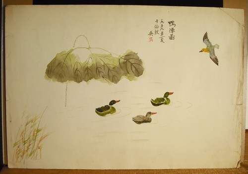 Chine xxth canards goeland - chine,