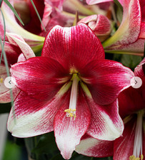 Amaryllis (Hippeastrum) - 'American Dream'. Gros bulbe.