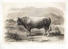 Limousine Vache Vaches France