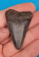 2.1 inch fossil great white