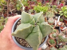 Astrophytum x kikko nudum big