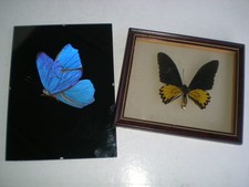 CADEAU 2 VRAIS PAPILLONS