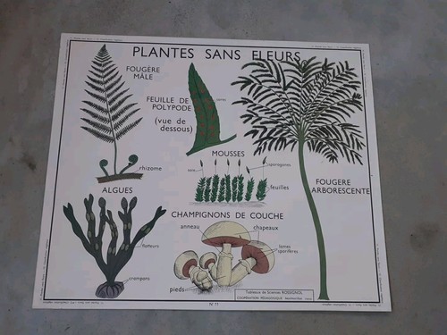 Carte scolaire rossignol - carte,