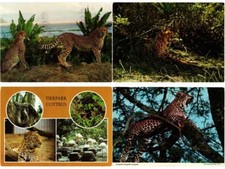 LEOPARD, LEOPARDS, BIG CATS