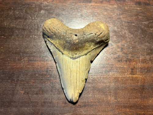 Dent megalodon fossile 100%