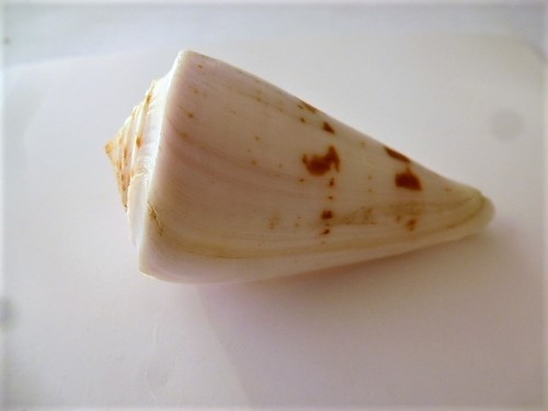 Coquillage conidae conus - coquillage, conidae 