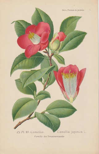 Camélia japonais camellia - camélia,
