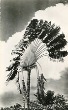 Carte GABON PORT GENTIL Palmier du Voyageur