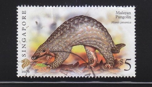 Pangolin malaisien singapour - pangolin,