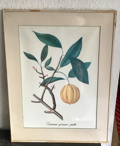 Belle gravure sous verre - , de