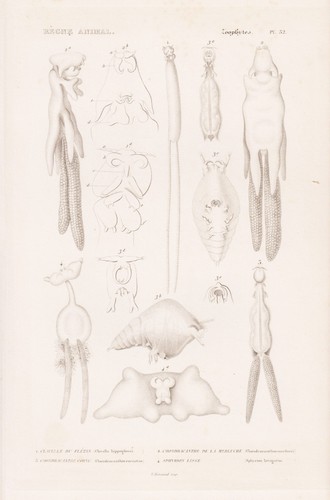 Cavella hippoglossi - cavella,