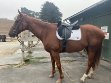 Wintec Saddle 250 All Purpose