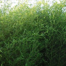 Phyllostachys bissetii - Bambou vert