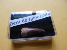 Petite Dent de Spinosaure - Fossile Authentique du Kem Kem crétacé Maroc 3 cm