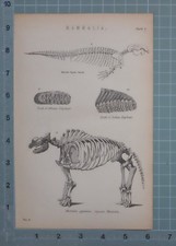 1880 Imprimé Mammalia