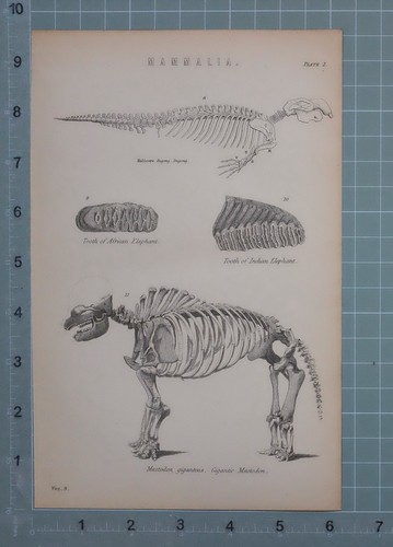 1880 imprimé mammalia - 1880,