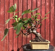 BONSAÏ  FIGUIER. FICUS CARICA