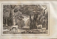 GRAVURE ETATS UNIS 1840  " CHASSE AUX CERFS "