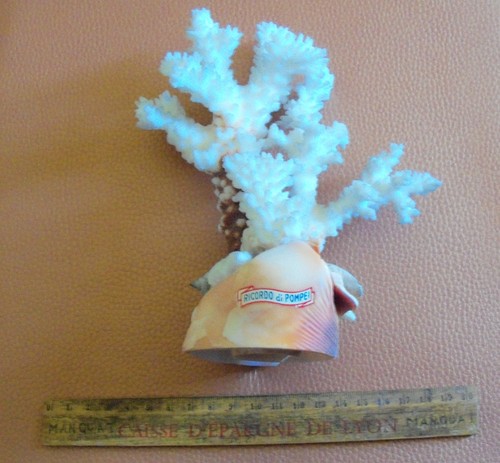 Corail blanc montage - (montage,