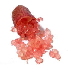 Microcitrus australasica 'Pink' - Citron caviar perle rose - Lime d'Australie