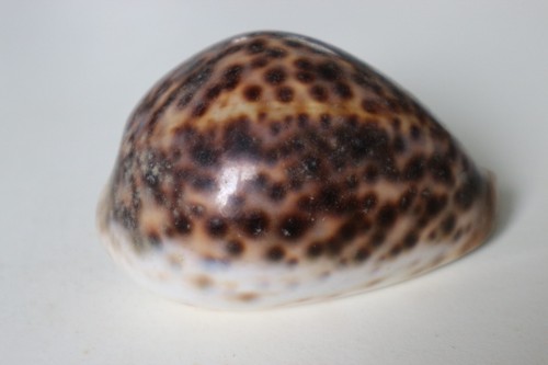 Collection coquillage cypraea - collection,