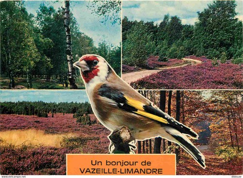 Carte postale animaux - carte,