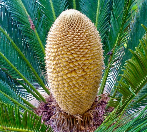 Cycas revoluta male - cycas,