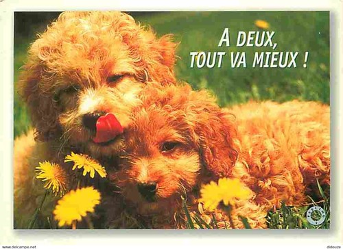 Carte postale animaux - carte,