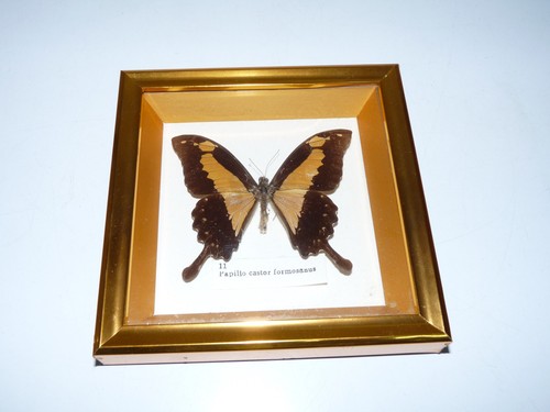 Cadre papillon papilio castor - papilio,