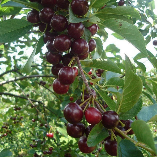 Prunus cerasus oblaczynska - 'oblaczynska',