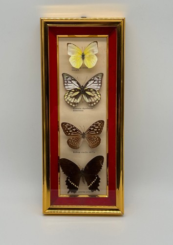 Papillon cadre papillons - 4,