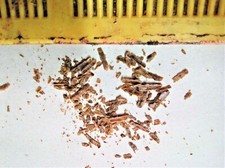 Collecteur de Propolis Outils