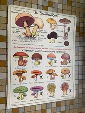 affiche scolaire "LES CHAMPIGNONS - LES VÉGÉTAUX " botanique fleur an 60